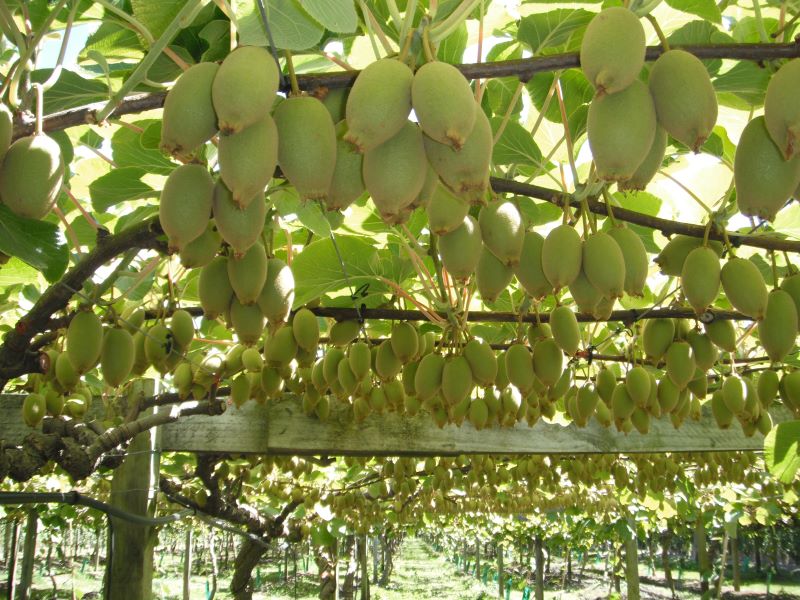 در چه مناطقی می توان درخت کیوی پرورش داد؟