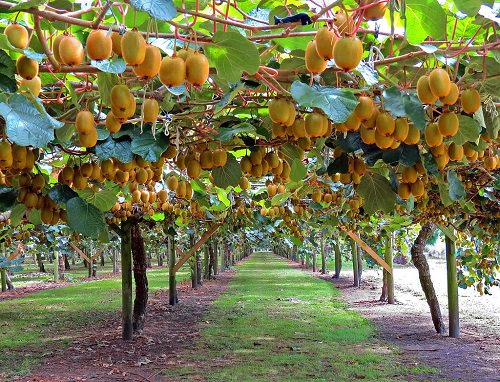 در چه مناطقی می توان درخت کیوی پرورش داد؟