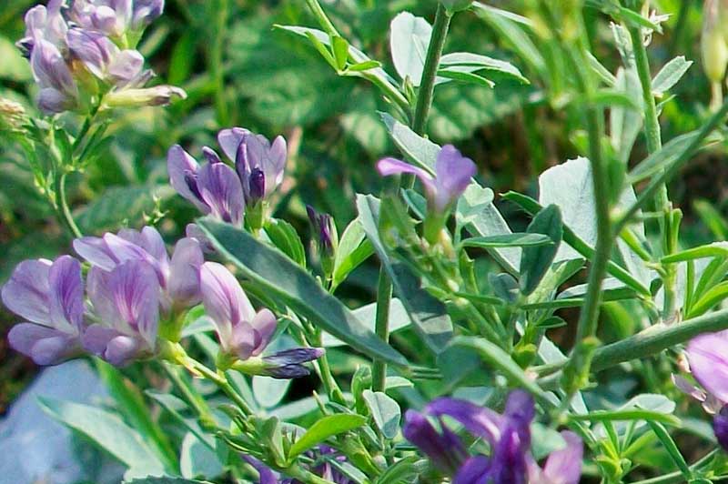 آشنایی با گیاه دارویی  پرخاصیت یونجه