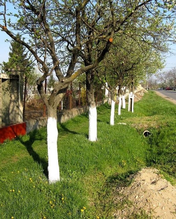 فواید رنگ کردن تنه درختان
