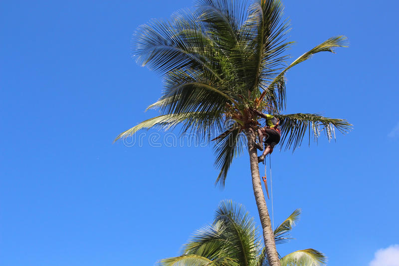 زمان و نحوه ی هرس درخت خرما