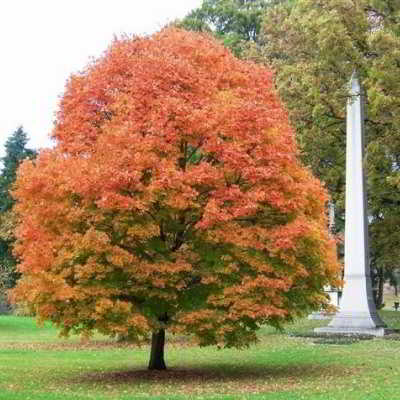 شرایط نگهداری از درخت افرا مجنون