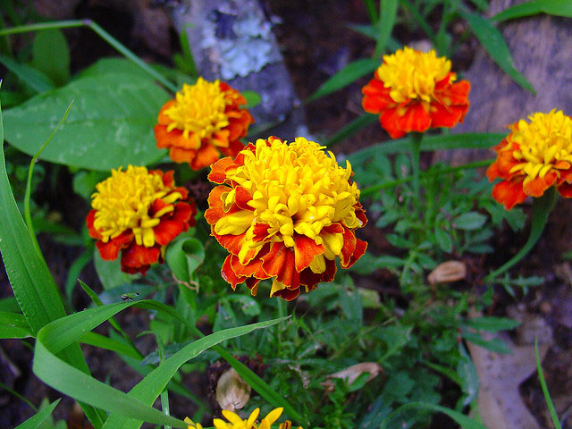 آشنایی با گل هایی که در پاییز گل می دهند - فوت و فن های باغبانی