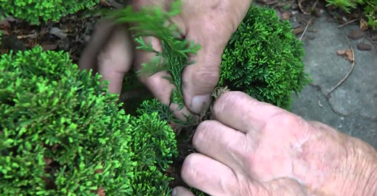 نگهداری از بونسای کامیس پاریس