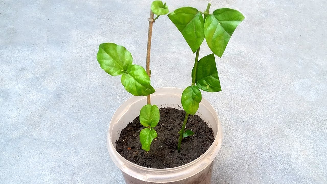 نحوه ی تکثیر گل یاس از طریق قلمه