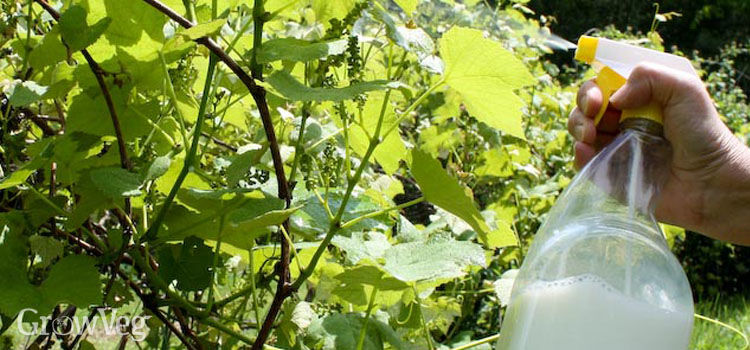 آشنایی با ییماری سفیدک کرکی انگور