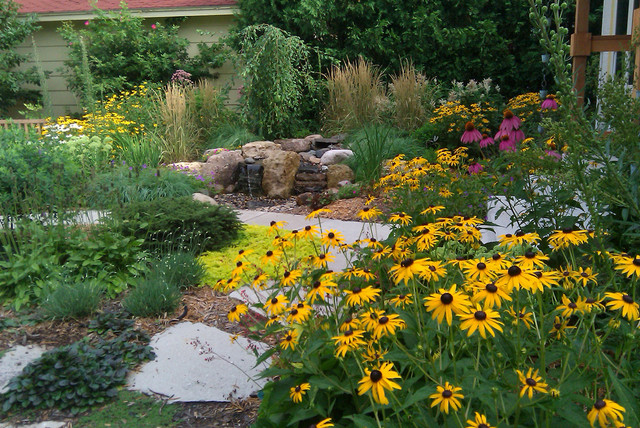 سوزان چشم سیاه (Rudbeckia)