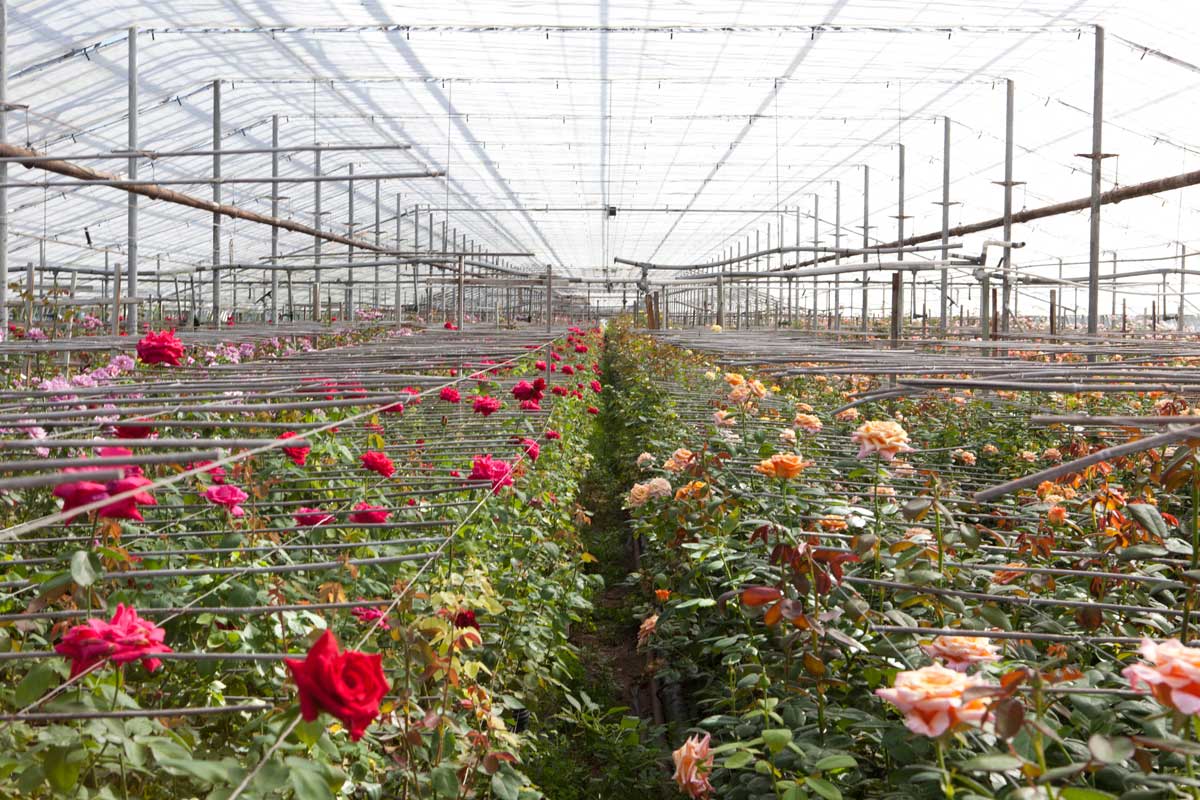 نکات کلیدی در کاشت گل رز گلخانه ای