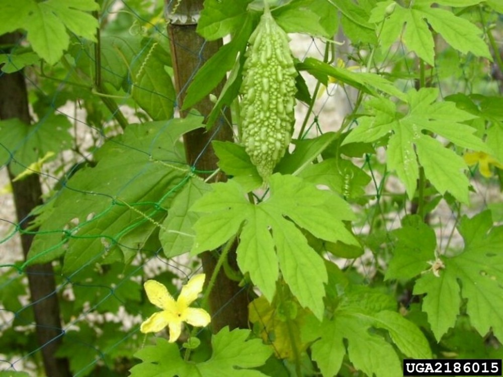 آشنایی با گیاه اعجاز انگیز موموردیکا کارانتیا(کارلا)