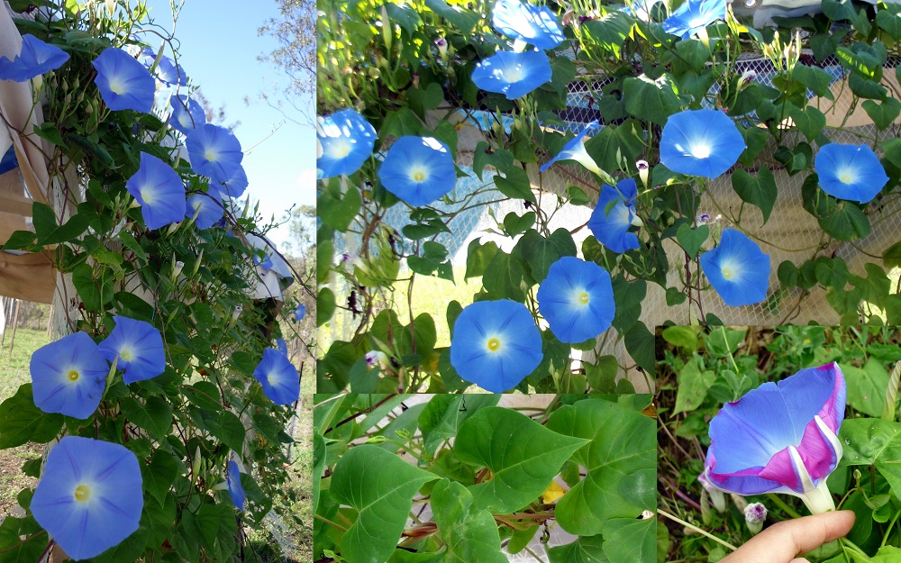 کاشت نیلوفر پیچ در باغچه