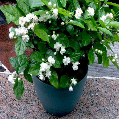 یاس رازقی گیاهی بالارونده و معطر