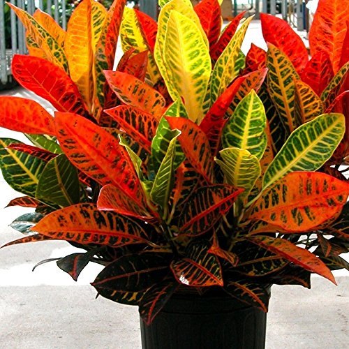 شناخت بیماری های کروتون - فوت و فن های باغبانی