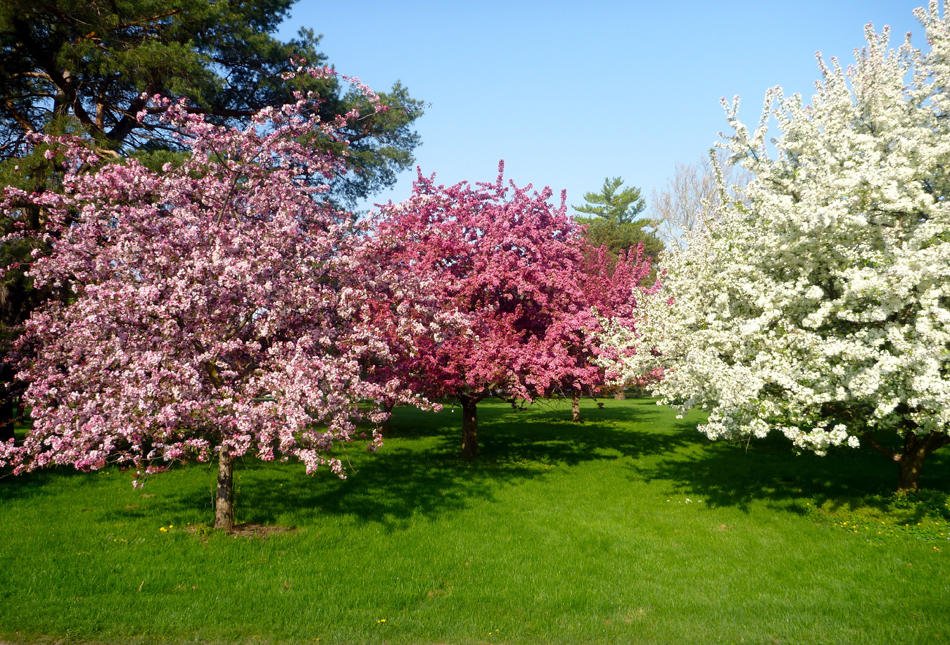 آبیاری درختان در زمان شکوفه دهی