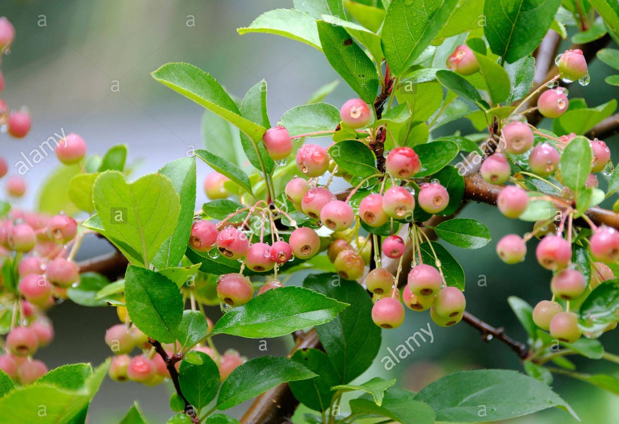 آشنایی با درخت زینتی سیب گل