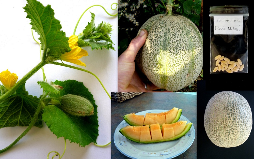 کاشت و پرورش طالبی
