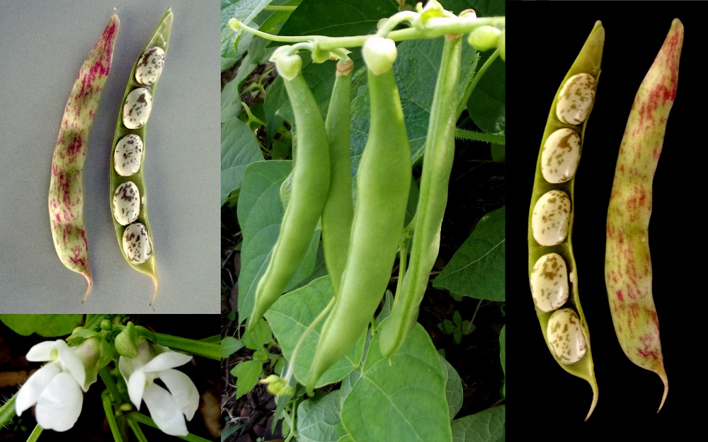 کاشت و پرورش لوبیا سبز