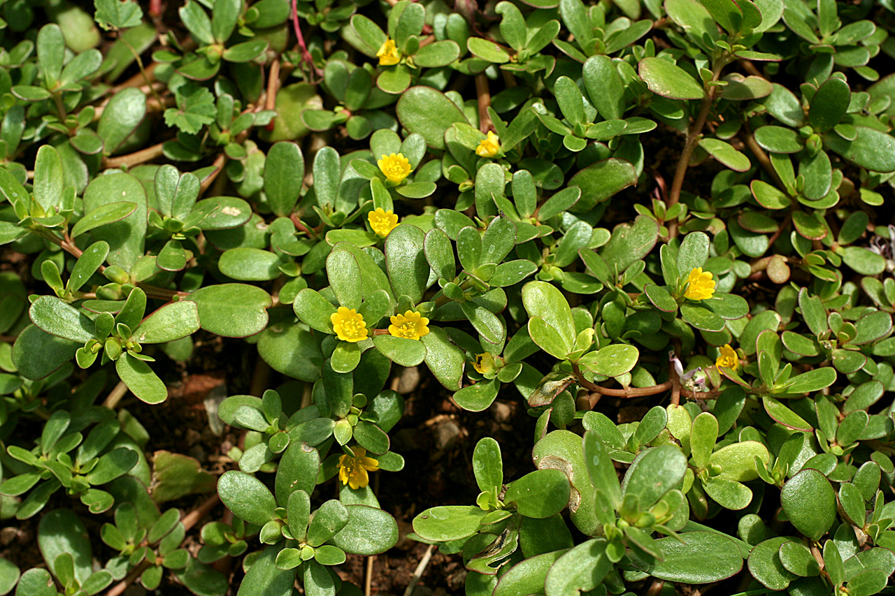 کاشت گیاه خرفه خوراکی
