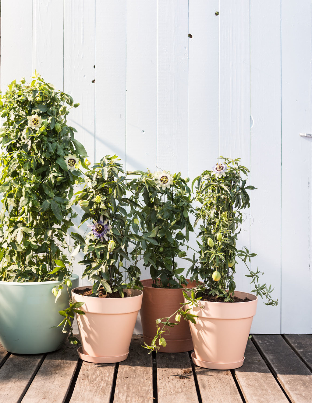 چه زمانی و چگونه  گل ساعتی را هرس کنیم؟