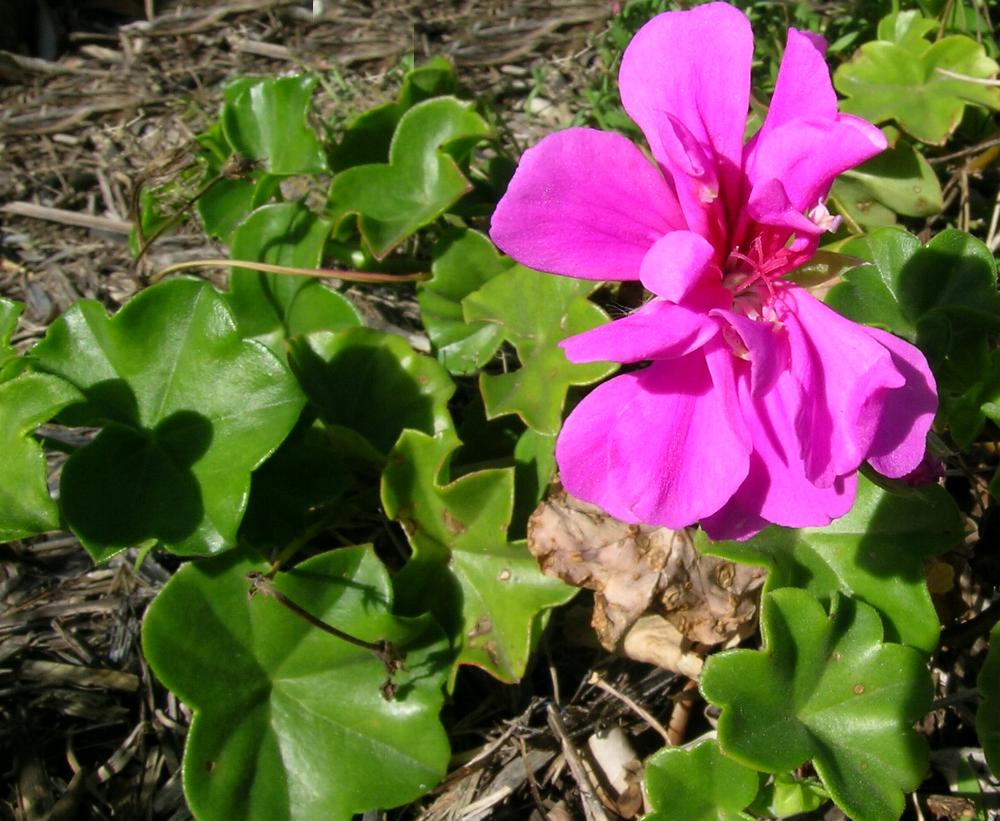 نگهداری از شمعدانی رونده
