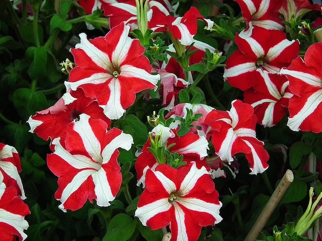 کاشت گل معطر اطلسی