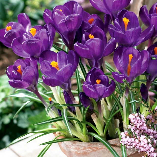 کاشت زعفران زینتی