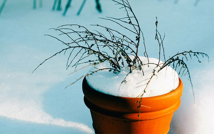 چگونه در زمستان از گیاهان گلدانی محافظت کنیم؟
