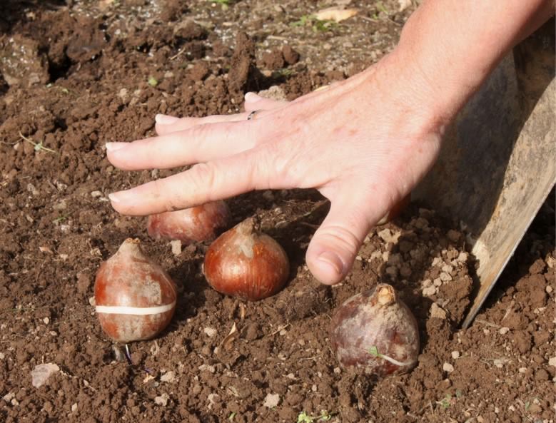 راهنمای نگهداری از پیاز لاله
