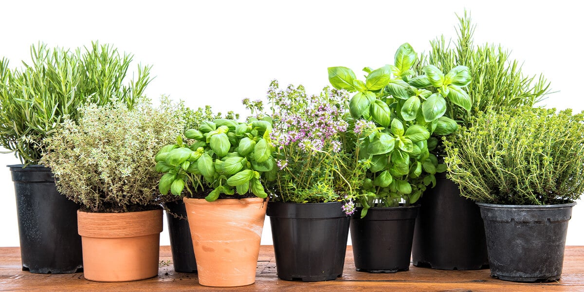 از چه کودی برای گیاهان دارویی استفاده کنیم ؟ - فوت و فن های باغبانی
