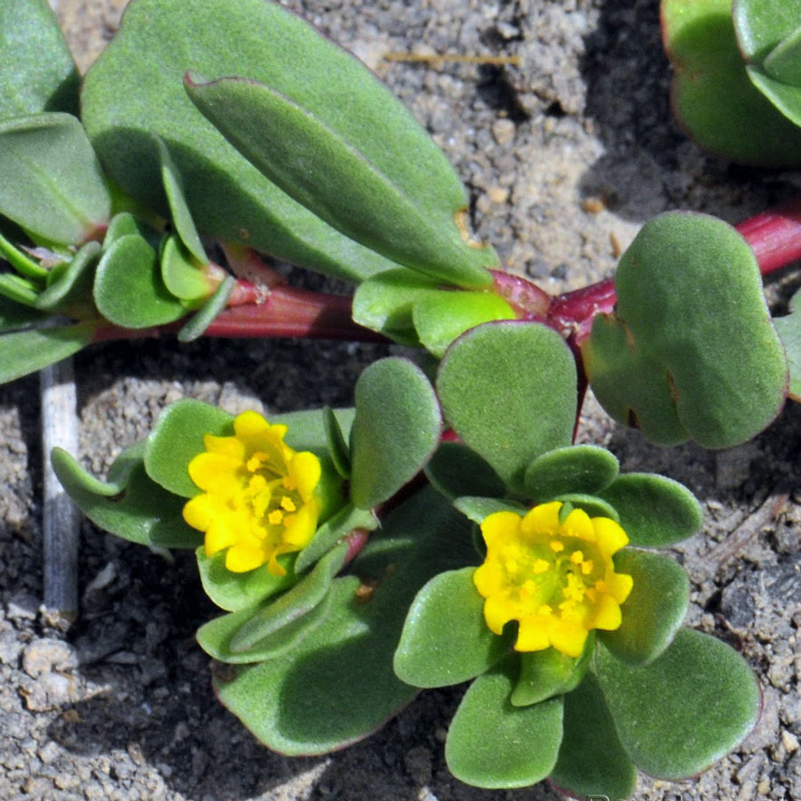 کاشت گیاه خرفه خوراکی