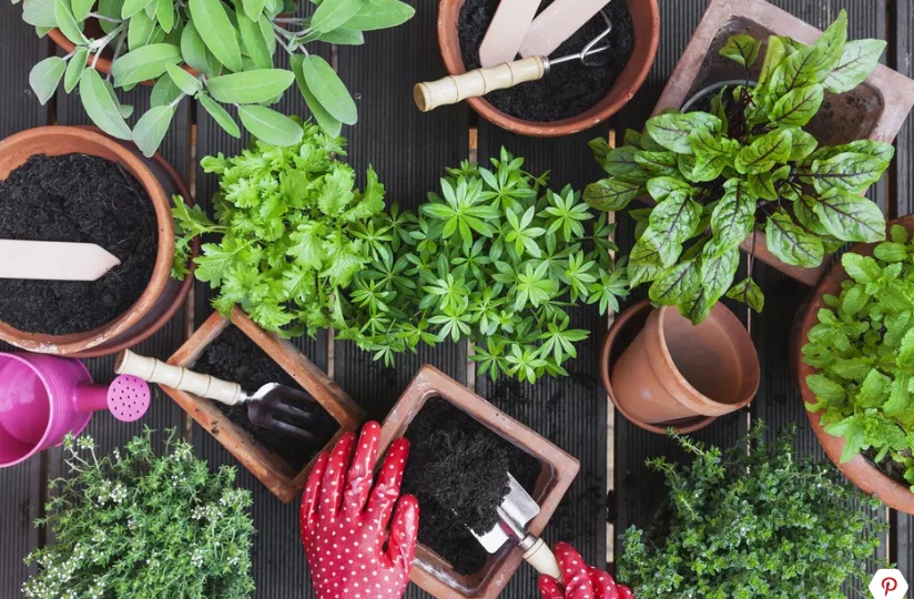 پیشنهاد چند ترکیب خاک برای خاک گلدان - فوت و فن های باغبانی