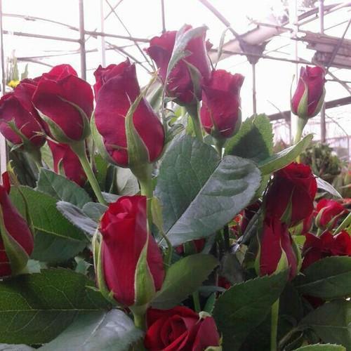 نکات کلیدی در کاشت گل رز گلخانه ای