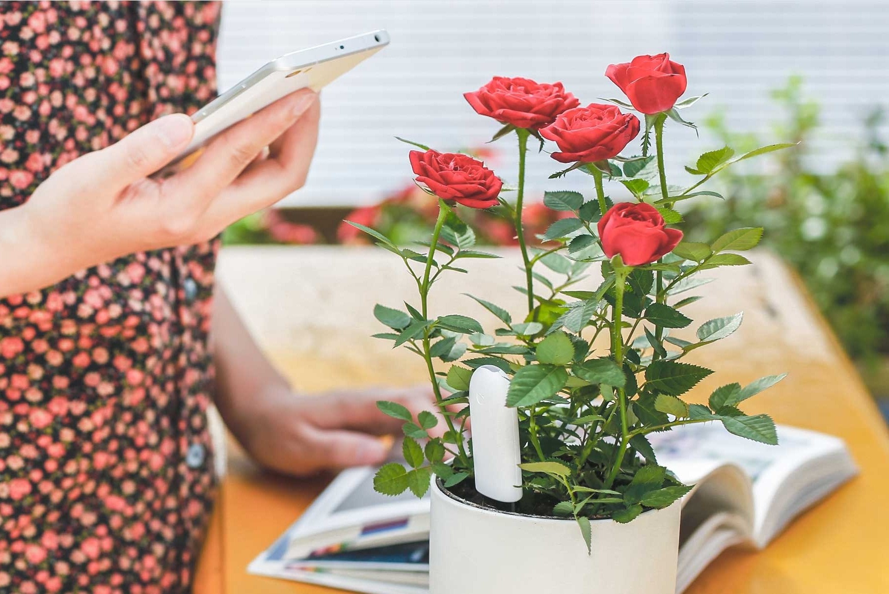 چگونگی پیشگیری از آفات و بیماری های گیاهان