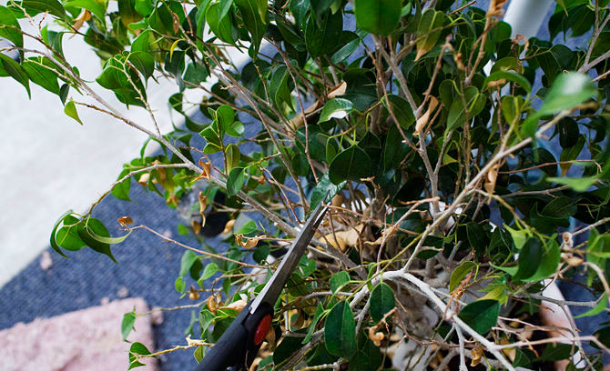 چه زمانی بنجامین را هرس کنیم؟ - فوت و فن های باغبانی