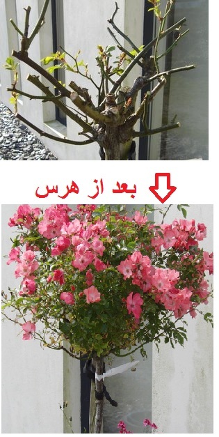 هرس گل رز