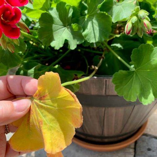 بیماری های رایج شمعدانی و نحوه ی درمان - فوت و فن های باغبانی