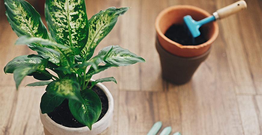 در تعویض خاک گلدان چه نکاتی را رعایت کنیم؟