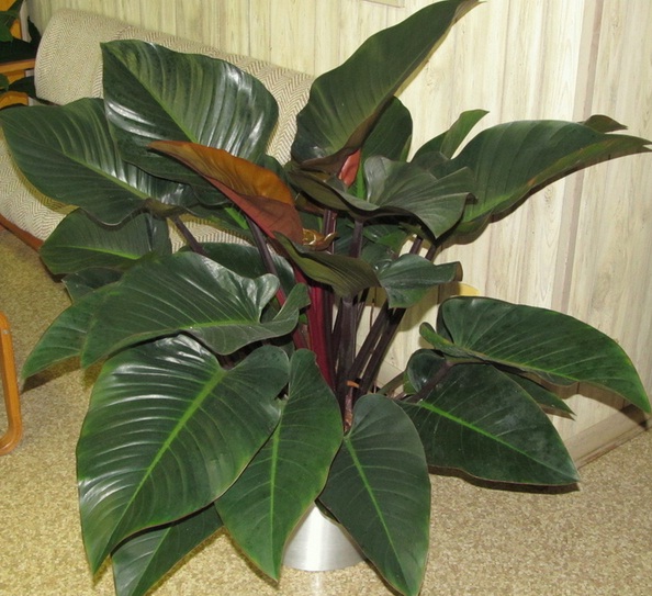 نگهداری از گیاه فیلودندرون گوش گرگی - فوت و فن های باغبانی