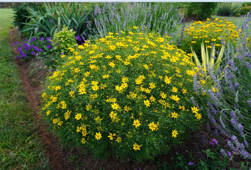 کاشت گل اشرفی