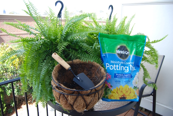 نگهداری سرخس در منزل