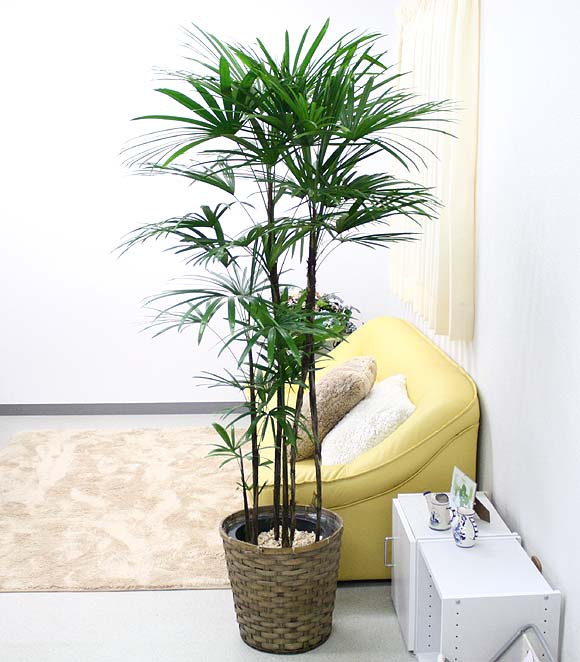 نخل اریکا مناسب برای محیط خانه