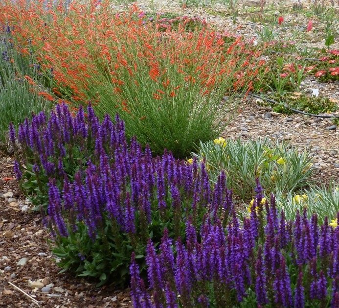باغچه ای زیبا از گیاهان دارویی