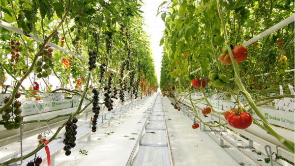 تاثیر آبیاری بر کشت گلخانه ای گوجه فرنگی