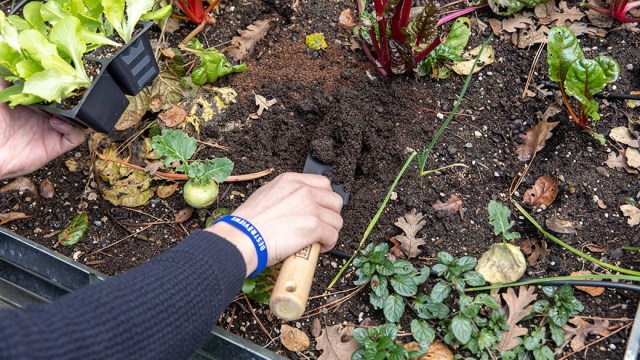 بهترین خاک برای کاشت گیاهان فضای باز - فوت و فن های باغبانی