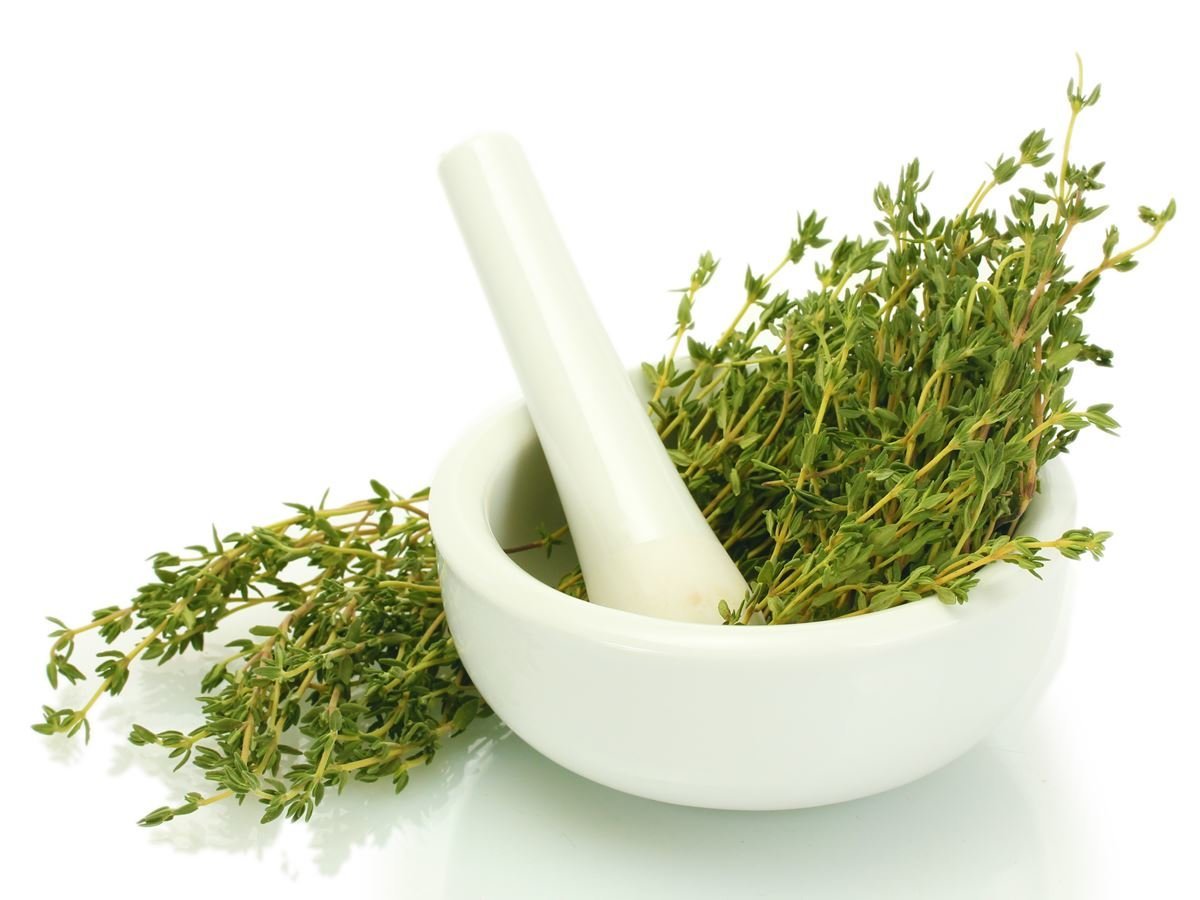 کاشت و پرورش گیاه دارویی آویشن