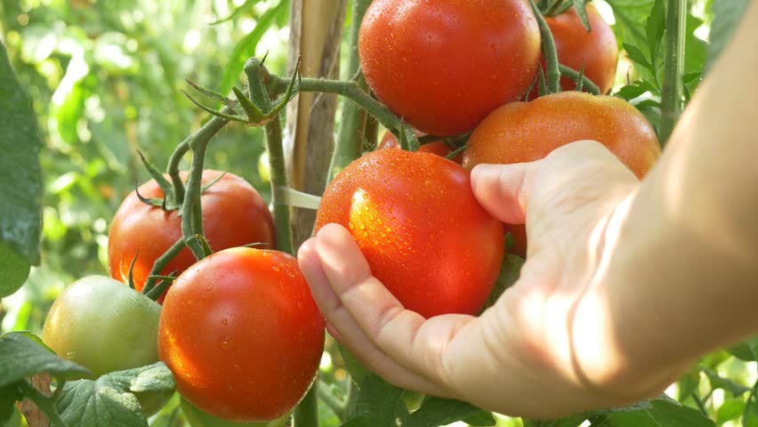 چگونه در خانه گوجه فرنگی بکاریم؟