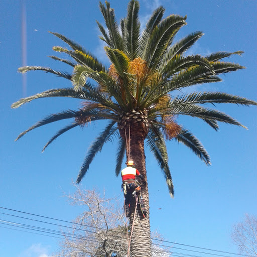 زمان و نحوه ی هرس درخت خرما - فوت و فن های باغبانی