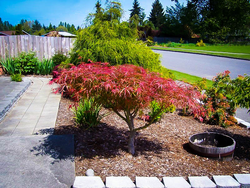 شرایط نگهداری از درخت افرا مجنون - فوت و فن های باغبانی