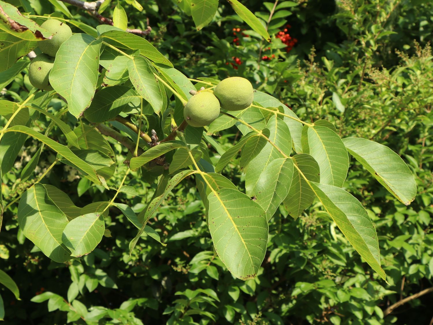 مناطق مناسب کاشت درخت گردو - فوت و فن های باغبانی