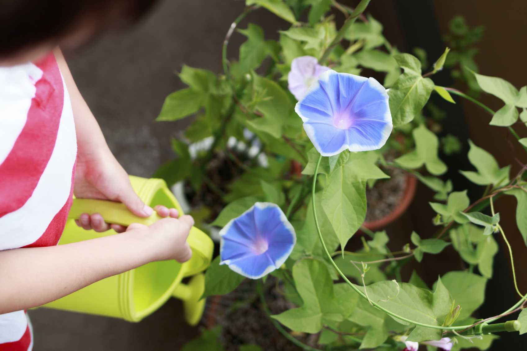 کاشت نیلوفر پیچ در باغچه