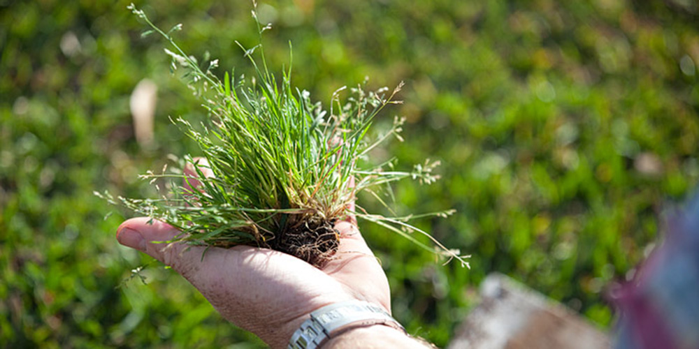 معرفی انواع چمن برای کاشت در پاییز و زمس...